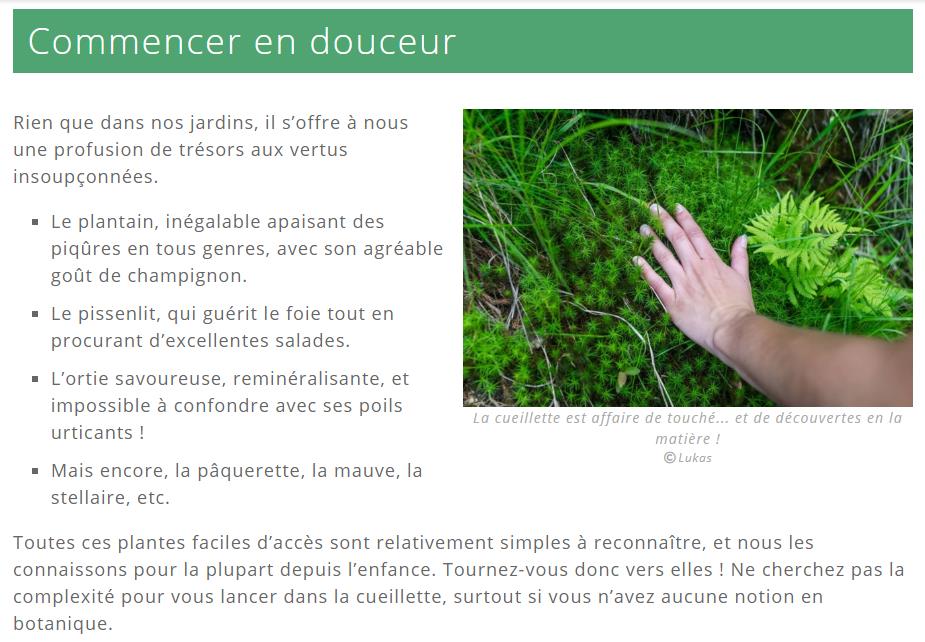 blog.defi-ecologique.com cueillette-plantes-sauvages.jpg