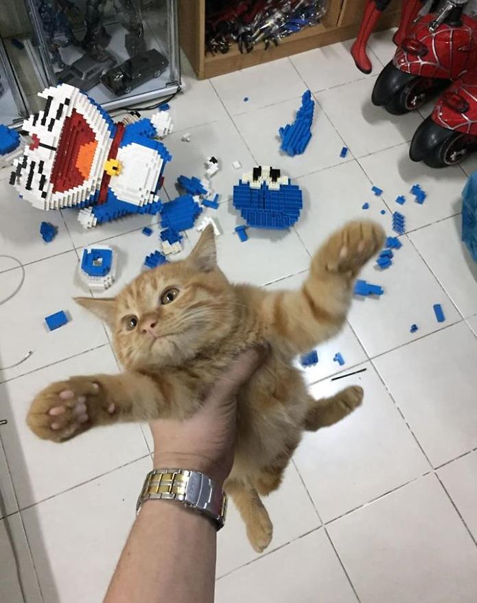 boredpanda.com cat-destroys-doraemon-figure.jpg