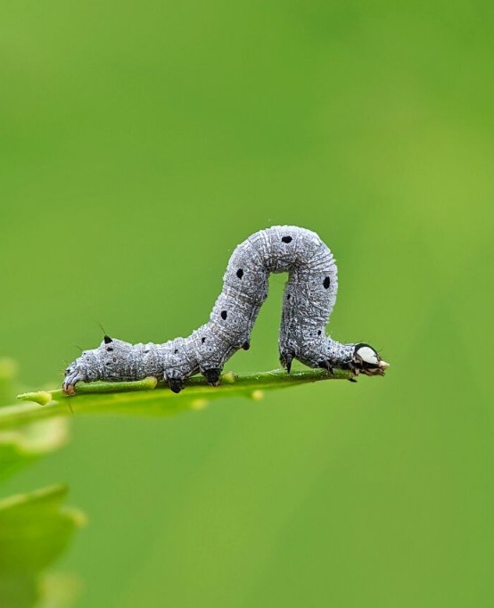 boredpanda - Tiny Creatures In Macro
