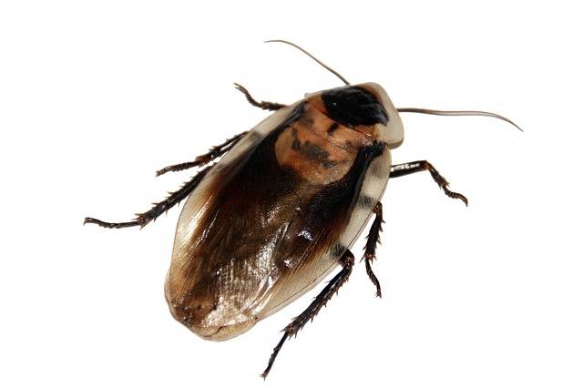 cockroach-566712_640.jpg