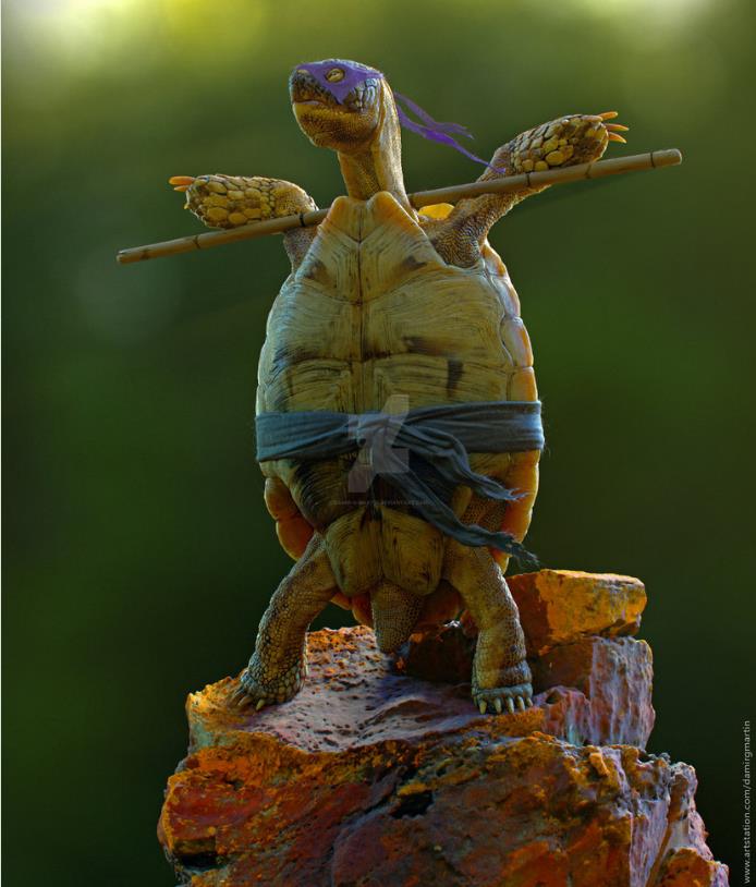 deviantart.com damir-g-martin art The-Real-Ninja-Turtle-Err-Tortoise.jpg