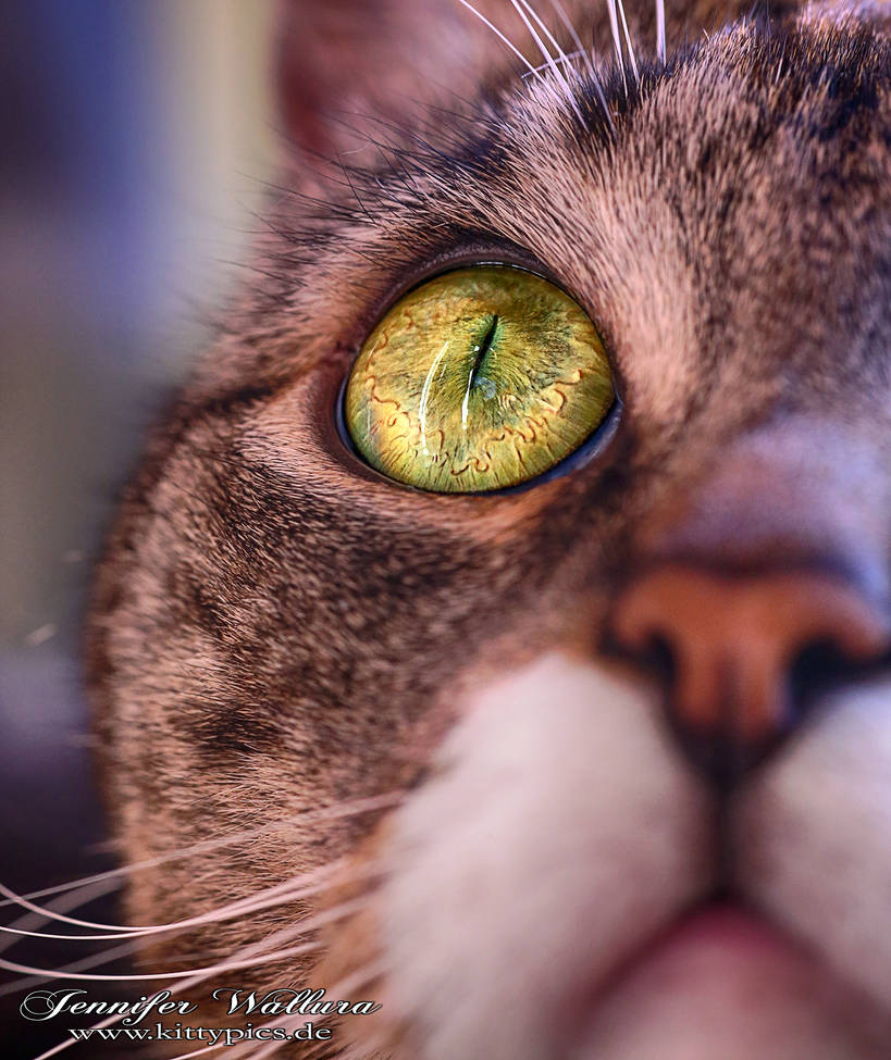 deviantart.com jenniferwallura cat-eyes-776644690.jpg