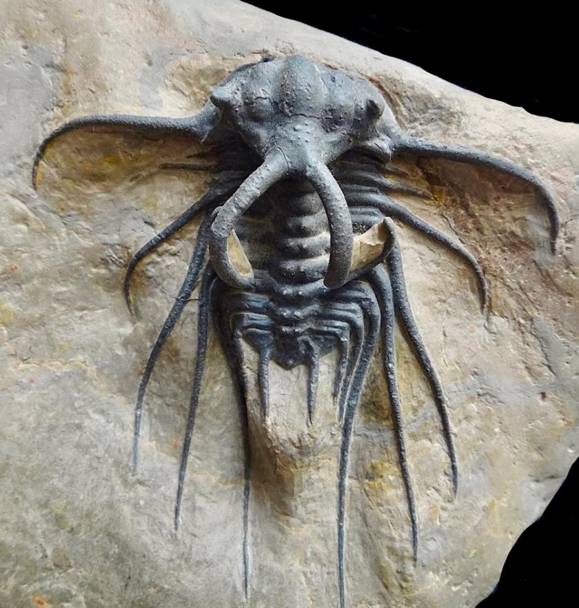 facebook.com - American Museum of Natural History - Welcome to Trilobite Tuesday.jpg