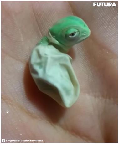 facebook.com Futura - Le premier changement de couleur d'un bébé caméléon.jpg