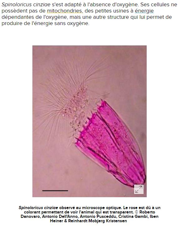 futura-sciences.com animaux-etrangete-vivant-seul-animal-connu-vivre-oxygene.jpg