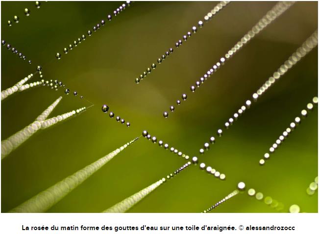 futura-sciences.com araignee-video-etonnantes-proprietes-toile-araignee.jpg