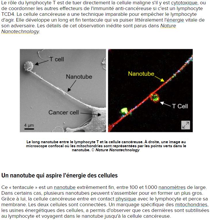 futura-sciences.com cancer-incroyable-cellules-cancereuses-developpent-tentacules-echapper-immunite.jpg