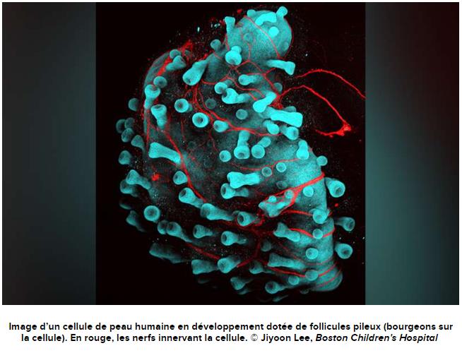 futura-sciences.com cellule-souche-peau-humaine-poils-creee-premiere-fois.jpg