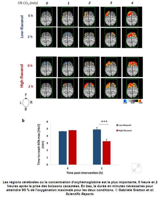 futura-sciences.com cerveau-cacao-rendrait-plus-intelligent-on-sait.jpg