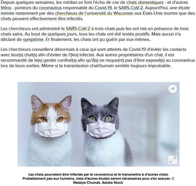 futura-sciences.com coronavirus-coronavirus-finalement-chats-peuvent-etre-infectes.jpg