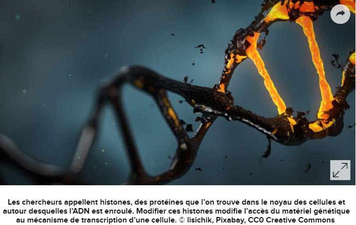 futura-sciences.com medecine-maladie-alzheimer-memoire-pourrait-etre-restauree.jpg