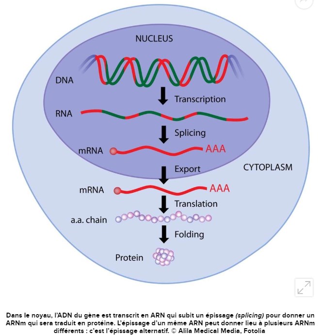 futura-sciences.com medecine-vieillissement-cellules-humaines-ete-inverse-chercheurs.jpg