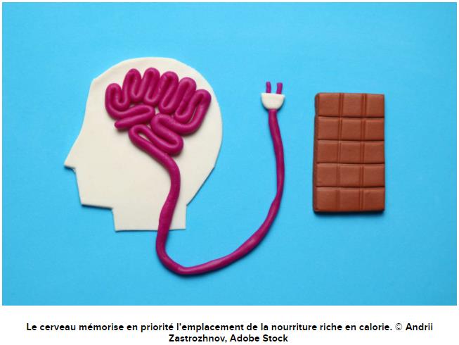 futura-sciences.com memoire-notre-cerveau-plus-meme-rappeler-sont-brownies-tomates.jpg