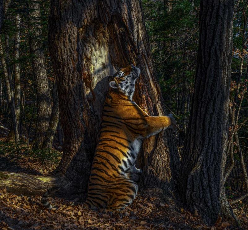 futura-sciences.com nature-etreinte-tigre-siberie-autres-magnifiques-photos-animaux-sauvages.jpg