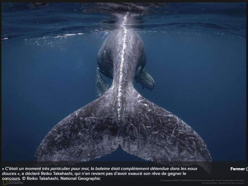 futura-sciences.com nature-national-geographic-plus-belles-photographies-2018.jpg