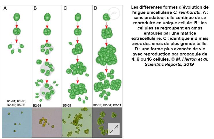 futura-sciences.com nature-video-algue-unicellulaire-transforme-organisme-multicellulaire.jpg