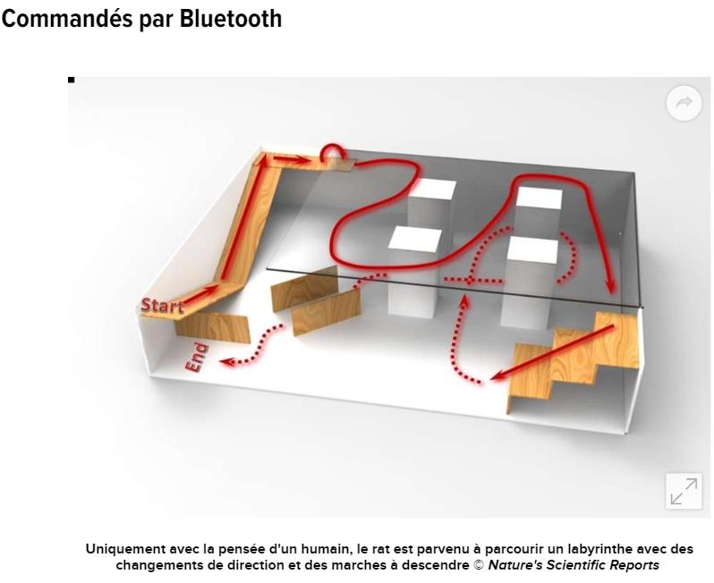 futura-sciences.com technologie-cerveau-rat-commande-cerveau-humain.jpg