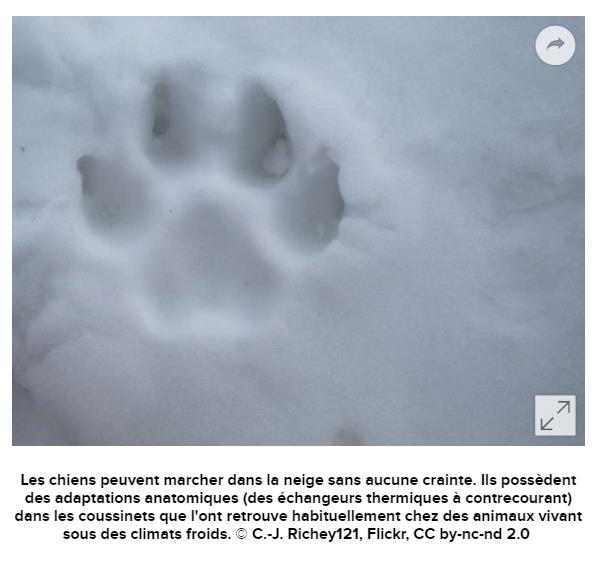 futura-sciences.com zoologie-chiens-nont-ils-pas-froid-pattes.jpg