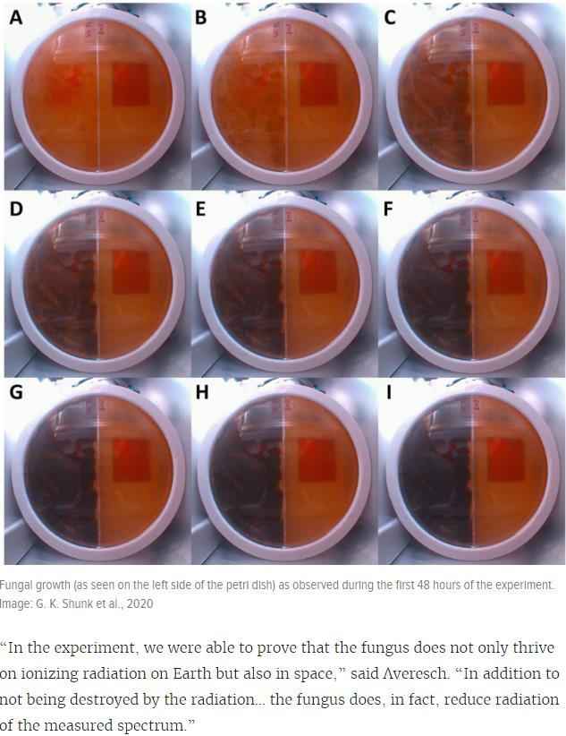 gizmodo.com extreme-chernobyl-fungus-could-protect-astronauts-from-radiation.jpg