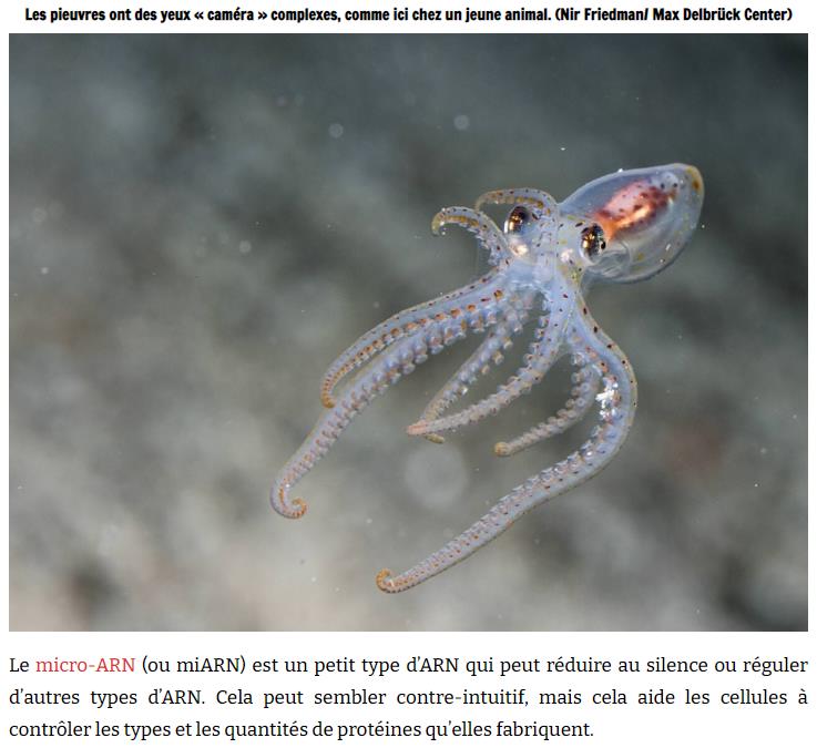 gurumed Comme pour l’humain, les microARN présents dans le cerveau