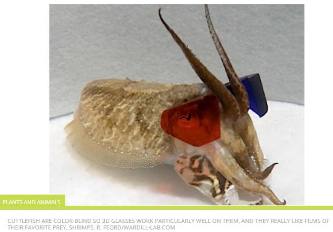 iflscience.com cuttlefish-wearing-3d-glasses-reveal-their-vision-is-a-little-like-our-own.jpg