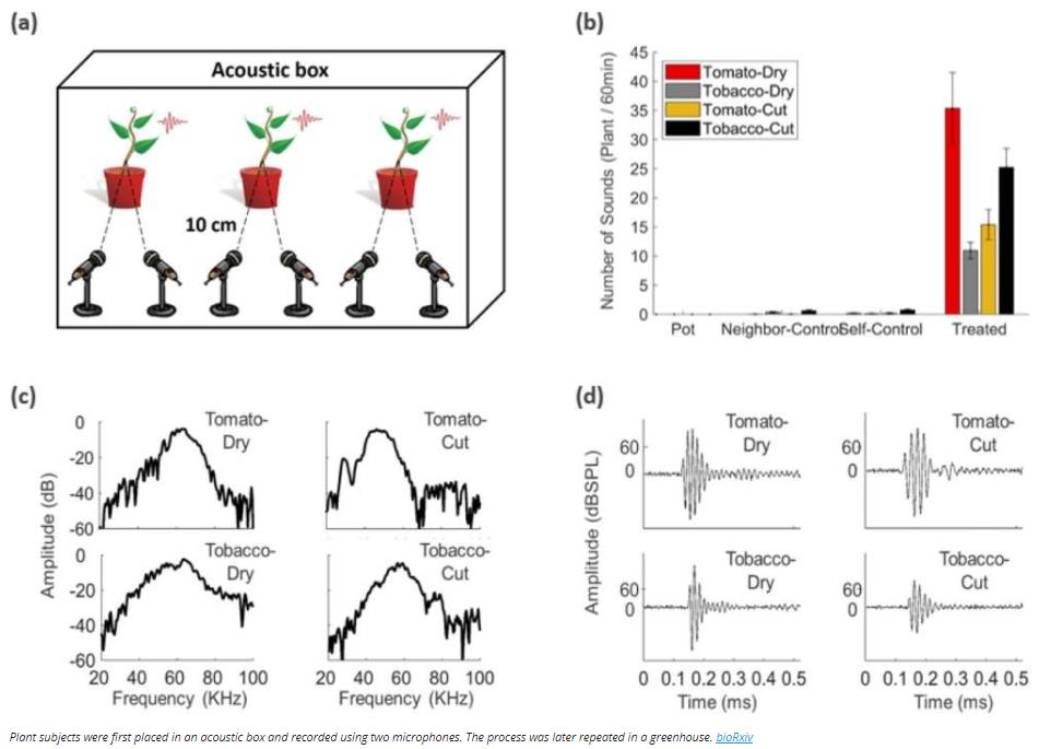 iflscience.com plants-and-animals plants-emit-sounds-too-high-for-human-ears-when-stressed-out.jpg