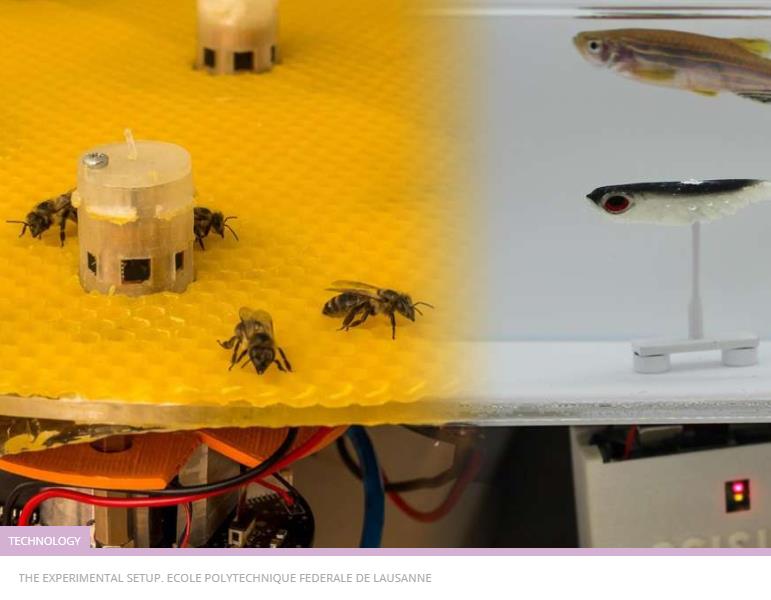 iflscience.com robots-allow-fish-and-bees-to-communicate-with-each-other-for-the-first-time.jpg