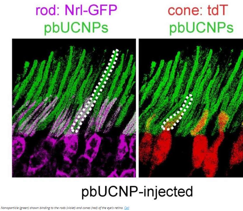 iflscience.com technology scientists-use-nanotechnology-to-give-mice-temporary-night-vision.jpg