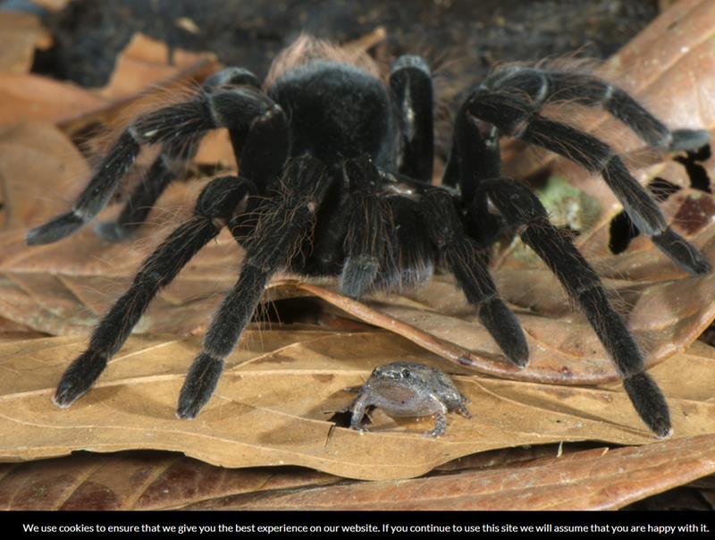 isopoda.net the-odd-couple-spider-frog-mutualism-in-the-amazon-rainforest.jpg