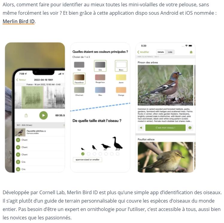 Korben Comment Identifier Les Oiseaux Gr ce Merlin Bird ID Arfy z Korben comment identifier les oiseaux gr ce merlin bird id arfy z