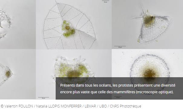 lejournal.cnrs.fr de-lextraordinaire-diversite-de-la-vie.jpg