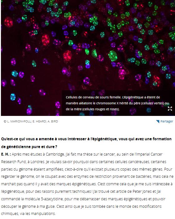lejournal.cnrs.fr edith-heard-ou-la-revolution-epigenetique.jpg
