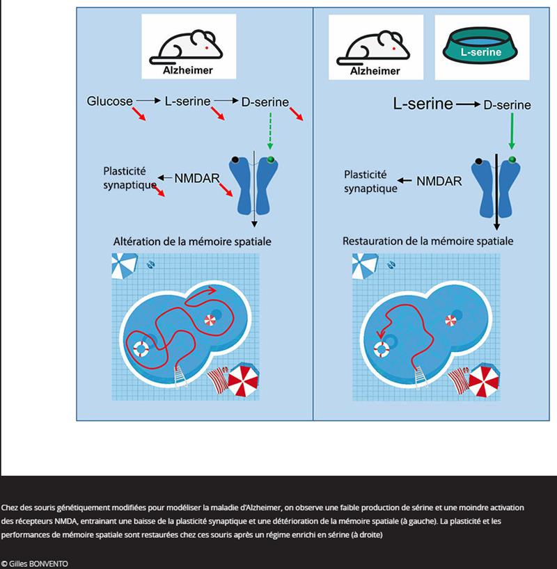lejournal.cnrs.fr un-nouveau-regime-pour-freiner-alzheimer.jpg