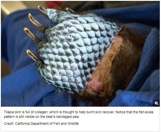 livescience.com 61544-burned-bears-get-fishy-bandages.jpg