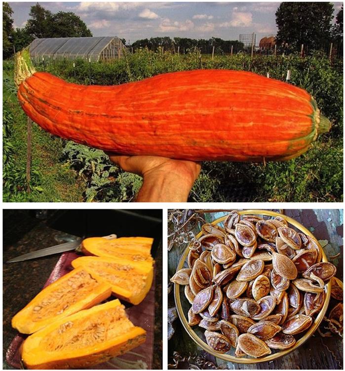 maxima_Cucurbita.jpg