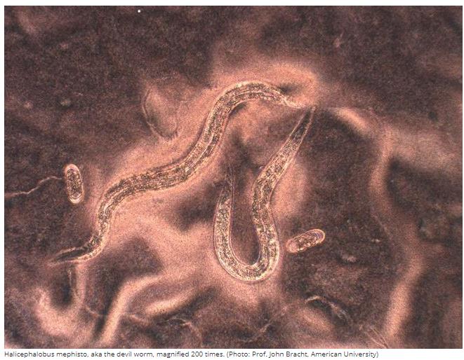 mnn.com devil-worm-genome-sequencing.jpg