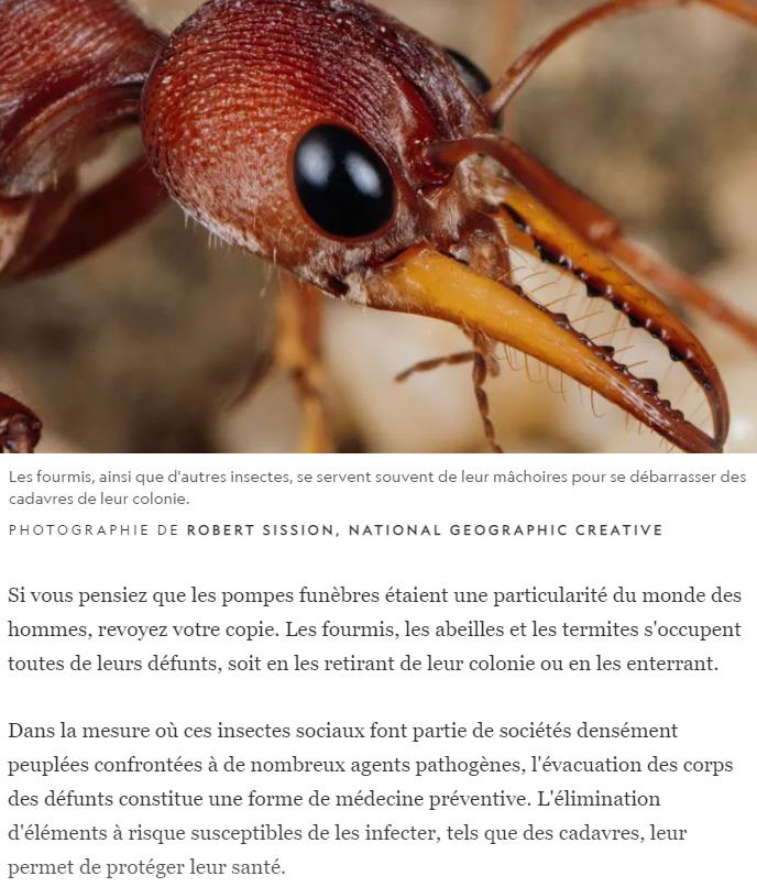 nationalgeographic.fr ces-insectes-aussi-enterrent-leurs-morts.jpg