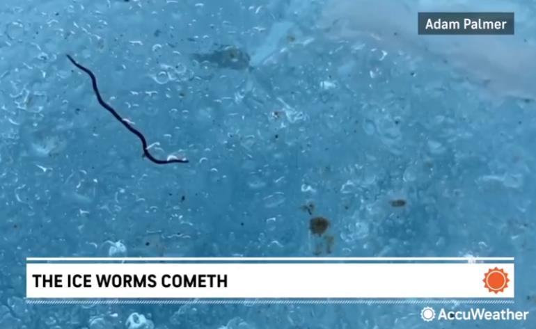 news.yahoo.com happening-ice-worms-emerge-pacific.jpg