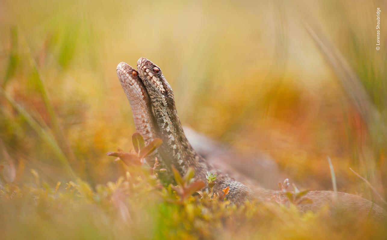 nhm.ac.uk Wildlife Photographer of the Year Awards 2018.jpg