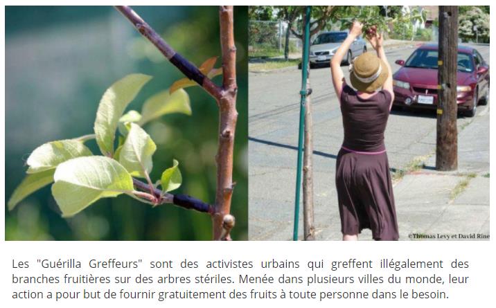 oneheart.fr ils-greffent-illegalement-des-branches-fruitieres-aux-arbres-pour-aider-les-plus-demunis.jpg