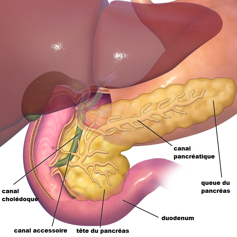 pancreas-legende.jpg