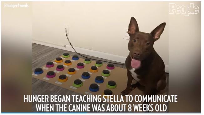 people.com dog-learning-to-talk-by-using-a-custom-soundboard-to-speak-im-in-constant-amazement.jpg