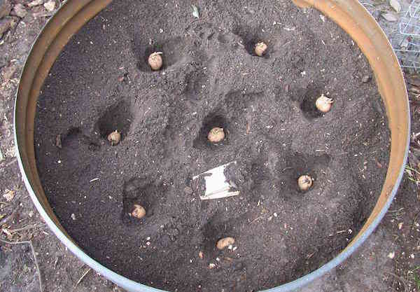 planter-plants-pommes-de-terre.jpg