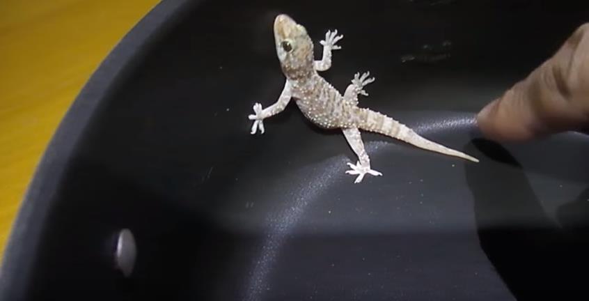 popsci.com geckos-cant-stick-to-teflon.jpg