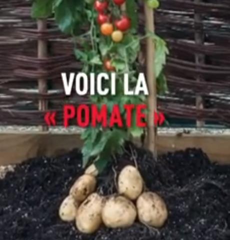 positivr.fr pomate-moitie-tomate-pomme-de-terre.jpg