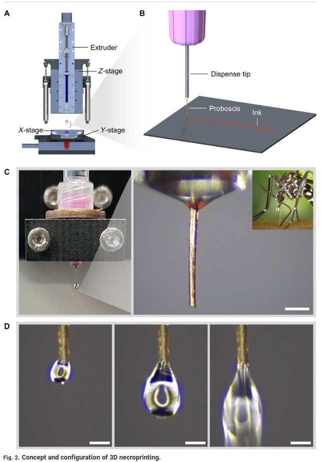 scienceadvances - 3D necroprinting: Leveraging biotic material as the nozzle for 3D printing