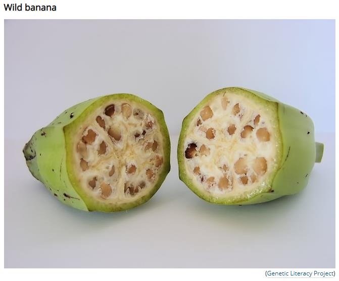 sciencealert.com fruits-vegetables-before-domestication-photos-genetically-modified-food-natural.jpg