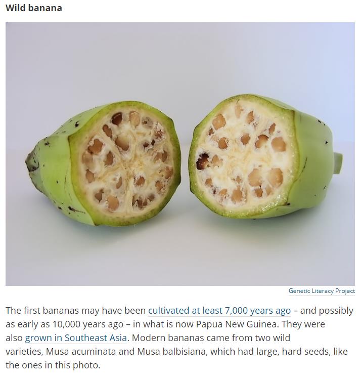 sciencealert.com fruits-vegetables-looked-before-domestication.jpg