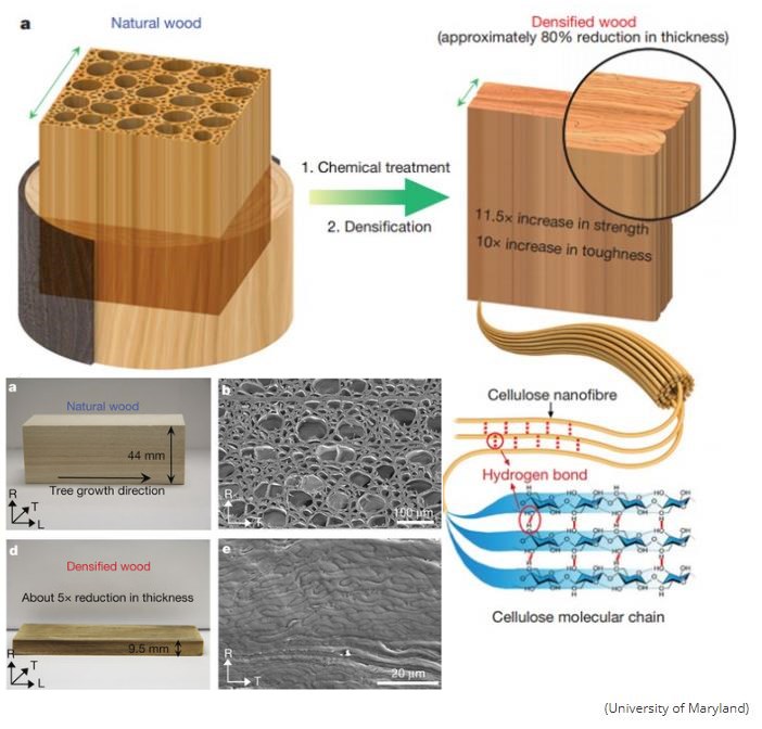 sciencealert.com new-super-wood-stronger-than-steel.jpg