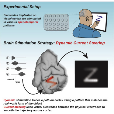 sciencedirect.com Dynamic Stimulation of Visual Cortex Produces Form Vision in Sighted and Blind Humans.jpg